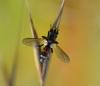 Cylindromyia sp.